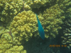 this is a different fish with coral and stuff